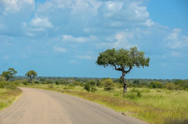 Camino africano en savanna, Sudáfrica, Kruger NP — Foto de Stock