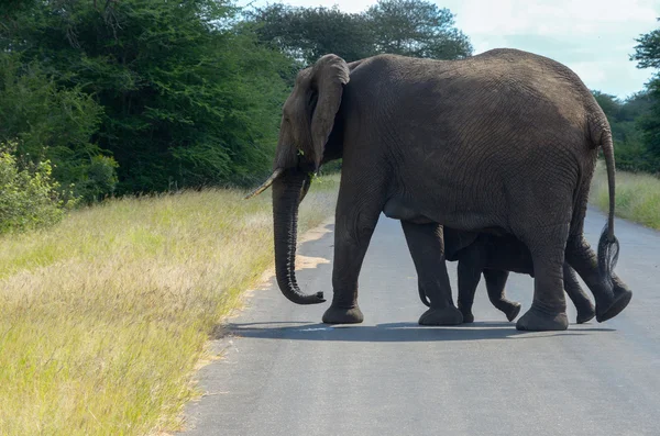 Elefante e vitello attraversano la strada nel parco nazionale di Kruger — Foto Stock