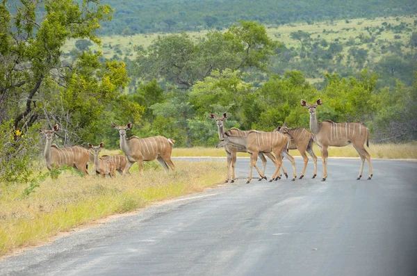 Antilopy Kudu přes silnici v Krugerově národním parku — Stock fotografie