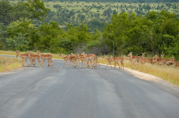 Antilopes Impala traversant la route dans le parc national Kruger — Photo