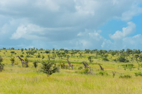 Αφρικανική σαβάνα τοπίο — Φωτογραφία Αρχείου