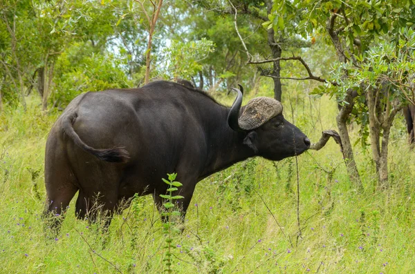 Buffel i kruger national park, Sydafrika — Stockfoto