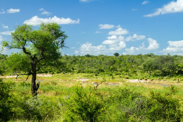 Afrikaanse savanne-landschap — Stockfoto