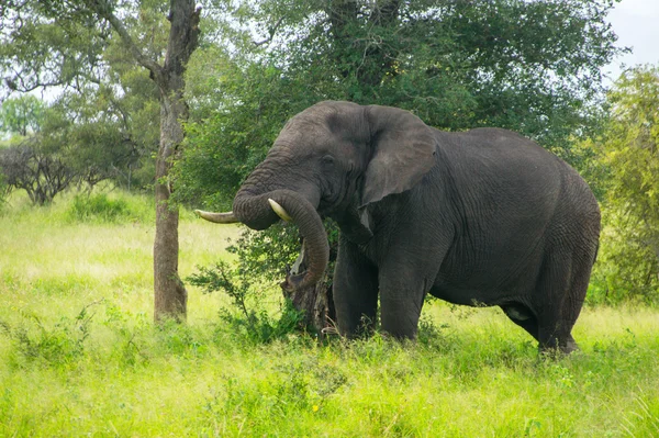 Elefante africano em Savannah, África do Sul — Fotografia de Stock