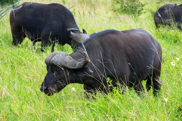 Buffalo v kruger national park, Jihoafrická republika — Stock fotografie