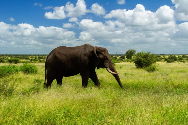 Elefante africano in savana, Sud Africa — Foto Stock