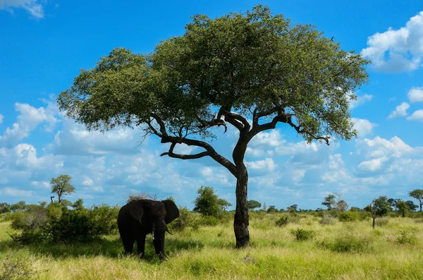 非洲大象在萨凡纳，南非 — 图库照片