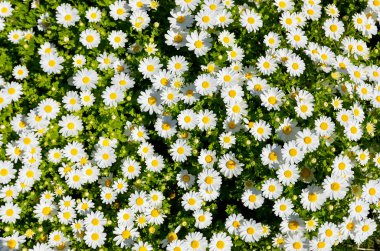 Papatya papatyalar beyaz çiçekler arka plan