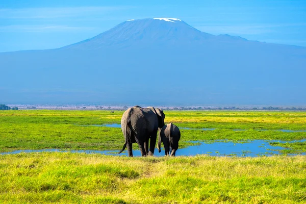 美丽的乞力马扎罗山和大象，肯尼亚，安博塞利国家公园，非洲 — 图库照片