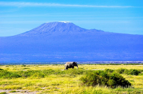Bela montanha e elefante Kilimanjaro, Quênia, Parque Nacional Amboseli, África — Fotografia de Stock