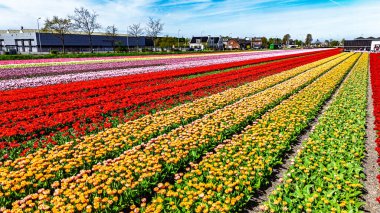 İlkbahar mevsiminde lale çiçeği tarlalarının hava aracı görüntüsü, ilkbaharda açan ampul tarlaları ve laleler, geleneksel Hollanda tarım manzarası, Lisse, Güney Hollanda, Hollanda