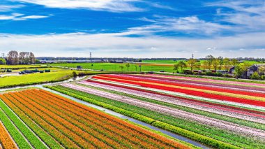 İlkbahar mevsiminde lale çiçeği tarlalarının hava aracı görüntüsü, ilkbaharda açan ampul tarlaları ve laleler, geleneksel Hollanda tarım manzarası, Lisse, Güney Hollanda, Hollanda