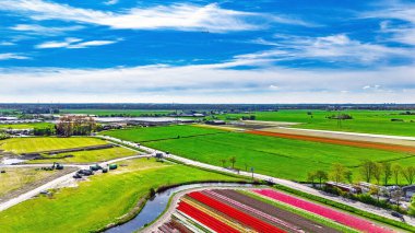 Aerial drone view of tulip flowers fields farm in spring season, bulbfields and tulips blossoming in springtime, traditional dutch agriculture landscape, Lisse, South Holland, the Netherlands