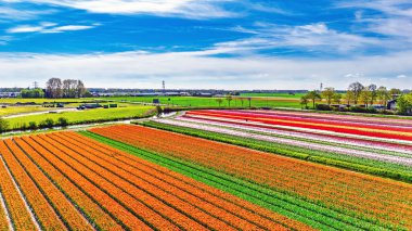 İlkbahar mevsiminde lale çiçeği tarlalarının hava aracı görüntüsü, ilkbaharda açan ampul tarlaları ve laleler, tipik Hollanda tarım manzarası, Lisse, Güney Hollanda, Hollanda
