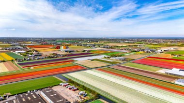 İlkbahar mevsiminde lale çiçeği tarlalarının hava aracı görüntüsü, ilkbaharda açan ampul tarlaları ve laleler, tipik Hollanda tarım manzarası, Lisse, Güney Hollanda, Hollanda