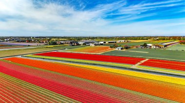 İlkbahar mevsiminde lale çiçeği tarlalarının hava aracı görüntüsü, ilkbaharda açan ampul tarlaları ve laleler, tipik Hollanda tarım manzarası, Lisse, Güney Hollanda, Hollanda