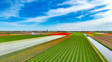 İlkbahar mevsiminde lale çiçeği tarlalarının hava aracı görüntüsü, ilkbaharda açan ampul tarlaları ve laleler, tipik Hollanda tarım manzarası, Lisse, Güney Hollanda, Hollanda
