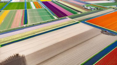 İlkbahar mevsiminde lale tarlalarının hava aracı görüntüsü, ilkbahar, yol, traktör ve tarım gereçleri, Hollanda 'da çiçek açan ampul tarlaları ve lalar,