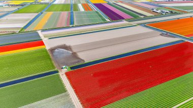 İlkbahar mevsiminde lale tarlalarının hava aracı görüntüsü, ilkbahar, yol, traktör ve tarım gereçleri, Hollanda 'da çiçek açan ampul tarlaları ve lalar,