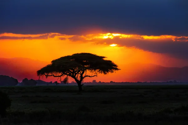 Silhouette di albero africano al tramonto nella savana, natura dell'Africa, Kenya — Foto Stock