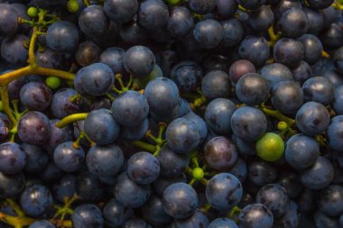 Yoğun üzüm salkımları, sonbahar hasadı. Üzüm bağı, çiftlik, çiftlik, ev yapımı. Gün ışığı, üst görünüm.