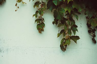 Eski kır evi, çiftlik, malikane. Duvarda yeşil bitki yaprakları var, Ivy. Beyaz yüzey, sıva soyuluyor. Köy hayatı. Vignetleme.