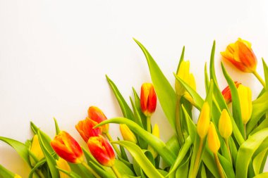 Sarı ve kırmızı tomurcuklar, yeşil yapraklar. Tatil selamları, hediye. Işık arkaplanı, kopyalama alanı.