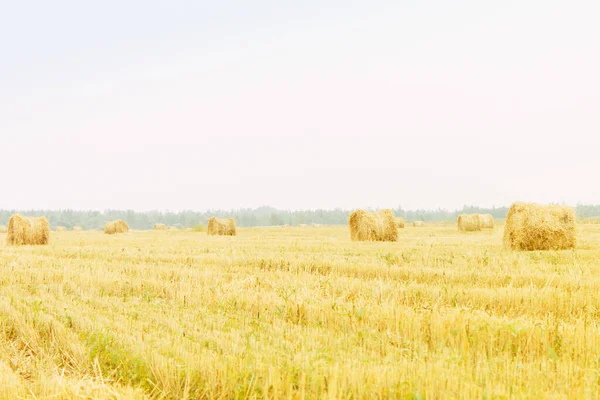 黄色の芝生 ヘイメイキング 農業農業です 空を離れて — ストック写真