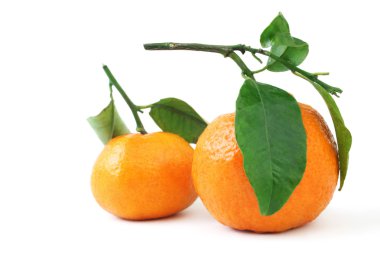 Mandalina beyazda izole edilmiş