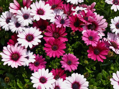 Pembe ve Beyaz gerbera papatya çiçekler