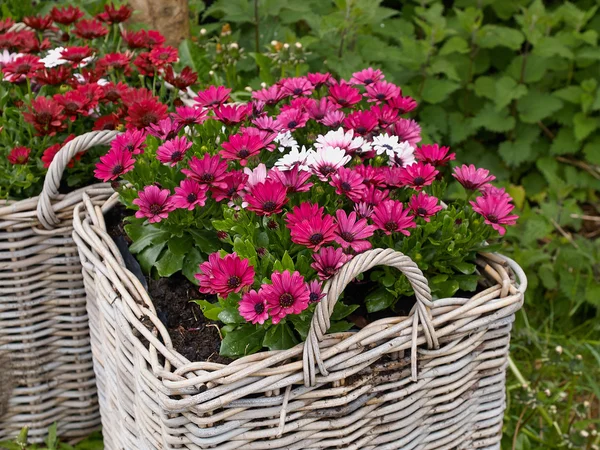 Růžové a bílé gerbera sedmikrásky květin — Stock fotografie