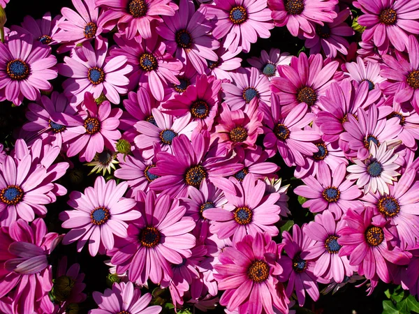 Gerbera różowe i białe kwiaty daisy — Zdjęcie stockowe
