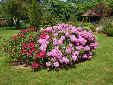 Çiçekler corne ada Bahçe