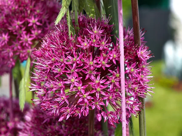 Afrikanische Lilie Agapanthus africanus Blume — Stockfoto