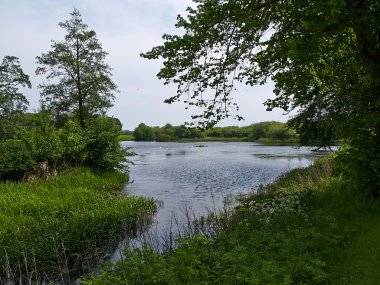 Bir sakin gölet göl güneşli günde yaz aylarında
