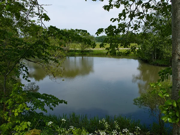 Solig dag på en lugn damm sjö i sommar — Stockfoto
