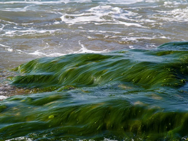 Zee oceaan rotsen bedekt met zeewier — Stockfoto