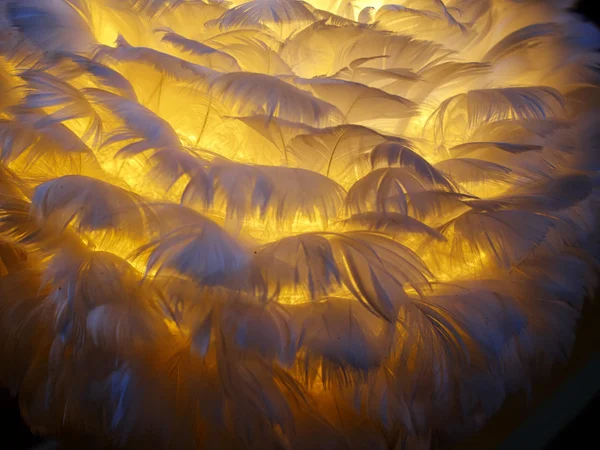 Plumas blancas de una imagen de fondo de pájaro — Foto de Stock