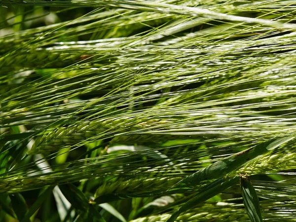 Campo di grano verde in una giornata di sole — Foto Stock