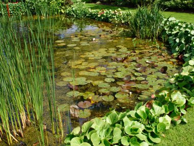 Güzel klasik tasarım Bahçe balık pond nilüfer ile