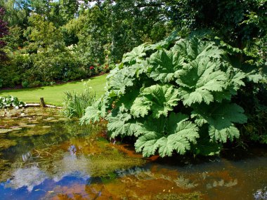 Güzel klasik tasarım Bahçe balık pond nilüfer ile