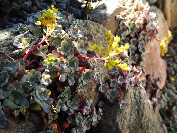 Schöne Pflanzen Und Blumen Auf Felsen Nahaufnahme Gewachsen Natur Hintergrundbild — Stockfoto