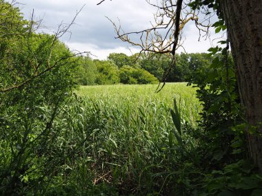 Güzel bir yaz Danimarka Kırsal Arazisi Rolling Hills üzerinde Açık Mavi Gök Funen Danimarka ile Yeşil Tarlalar