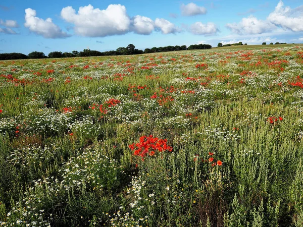 Hermoso Paisaje Primavera Con Flores Flor Prado Con Fondo Cielo — Foto de Stock