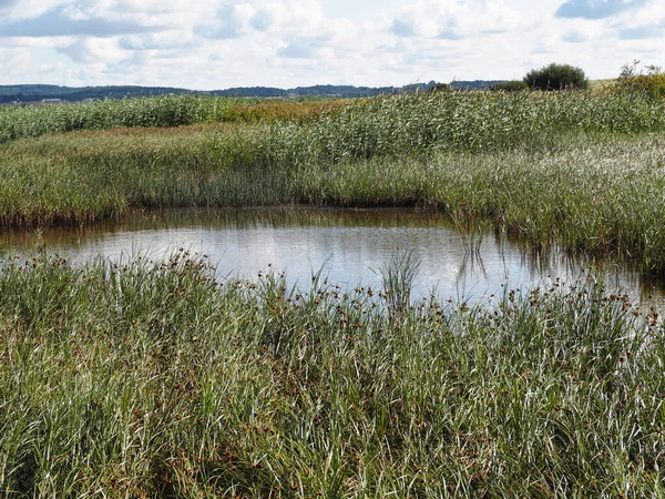 Salt Sea Marsh Full Tide Funen Dinamarca Ideal Para Caminatas —  Fotos de Stock