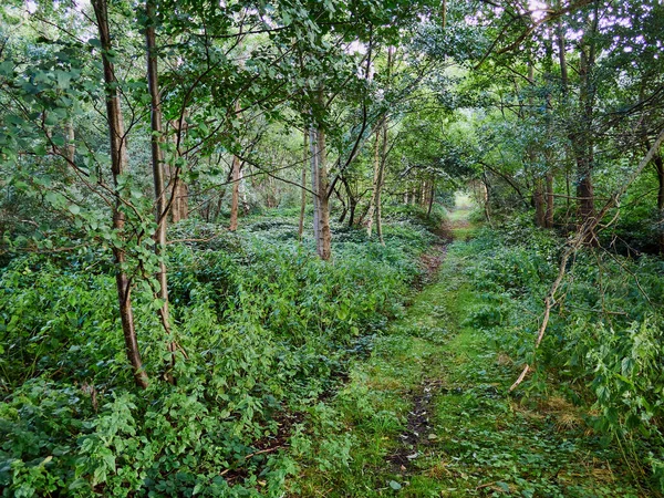 Красивий Пішохідний Пробний Шлях Крізь Пишний Зелений Ліс Який Чудово — стокове фото