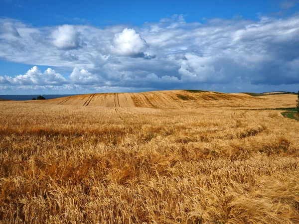 Goud Tarweveld Blauwe Lucht Met Wolken Grote Landbouw Landschap Achtergrond — Stockfoto