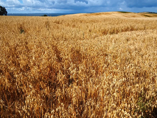 Gold Wheat Field Blue Sky Clouds Great Agriculture Landscape Background — Stock Photo, Image