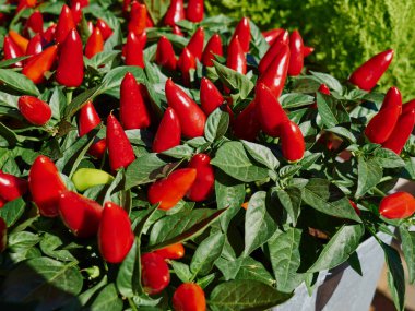 Arka bahçedeki kırmızı, olgun kırmızı biber. Makro görüntüye yakın çekim.