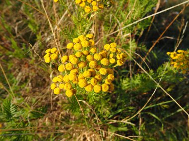 Güzel sarı tansi (Tanasetum vulgare) çiçekleri doğada yetişir.